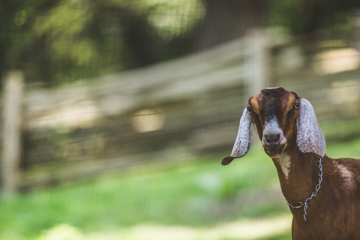 petting zoo goat