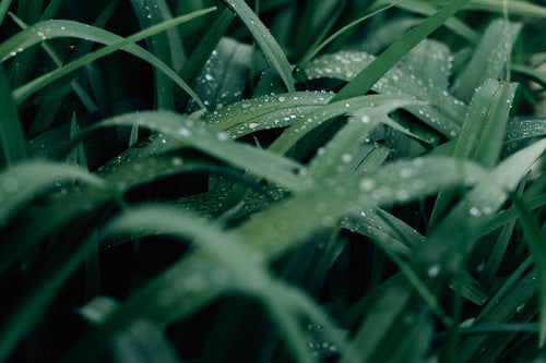 photo in macro of wet green grass