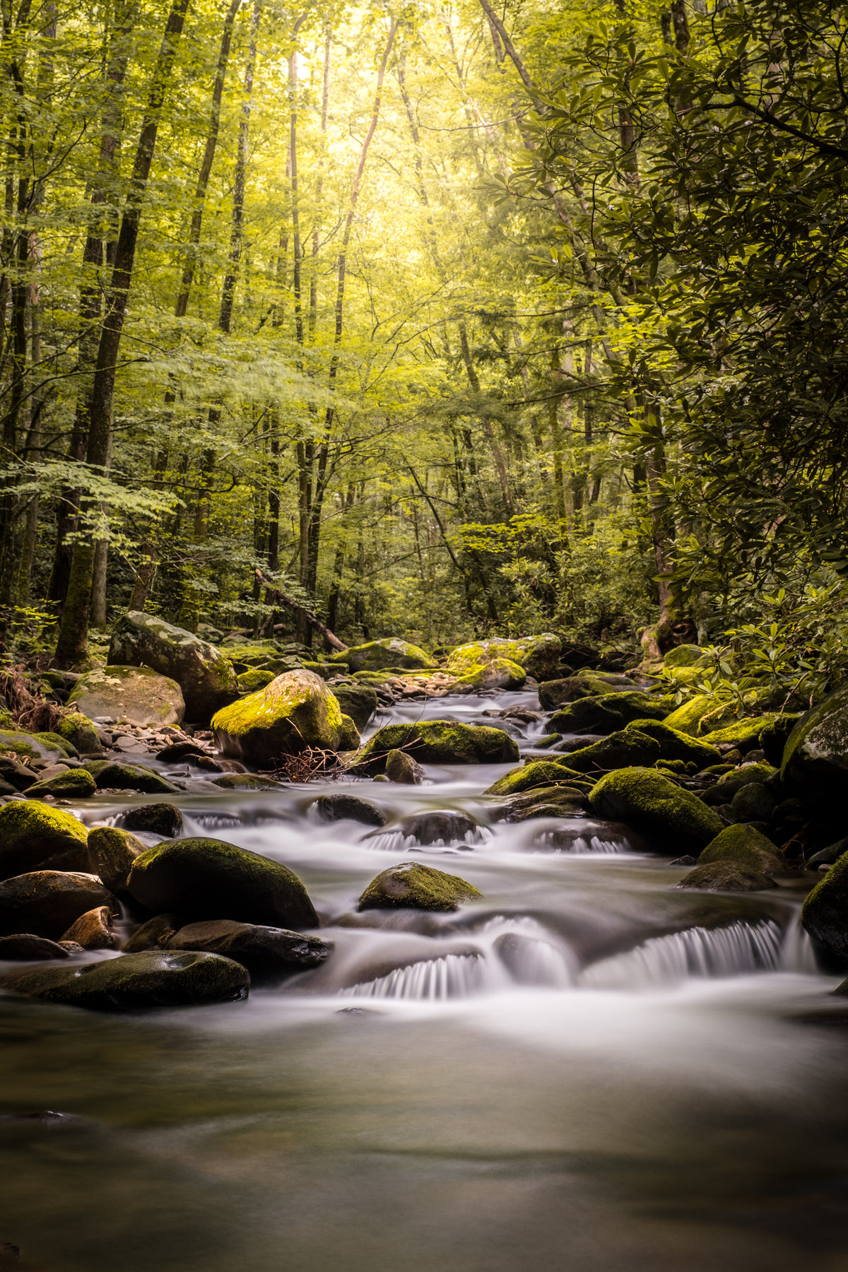 photo of a green forest and a mossy river