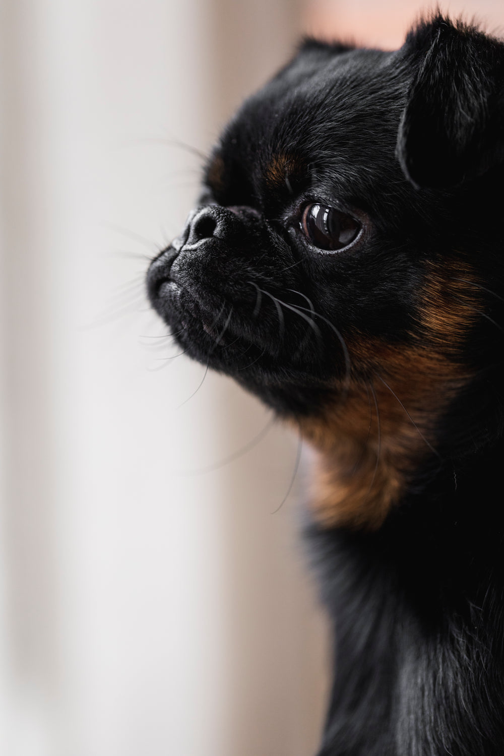 photo of a small brussels griffon puppy dog