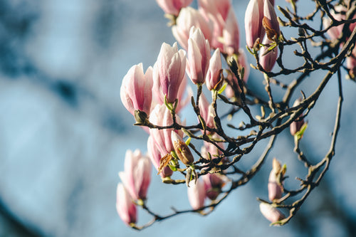 photo of full magnolia tree branch