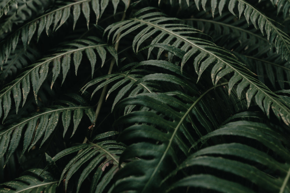 photo of large deep green plant leaves