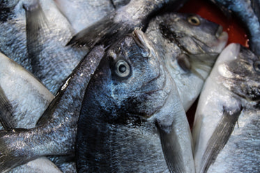 photo of silver and blue fish in a pile