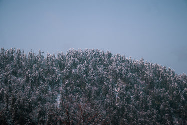 photo of snow covered trees and a blue sky