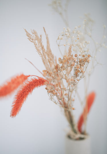 photo of white and orange dried flowers close up