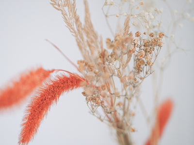 Photo Of White And Orange Dried Flowers Close Up