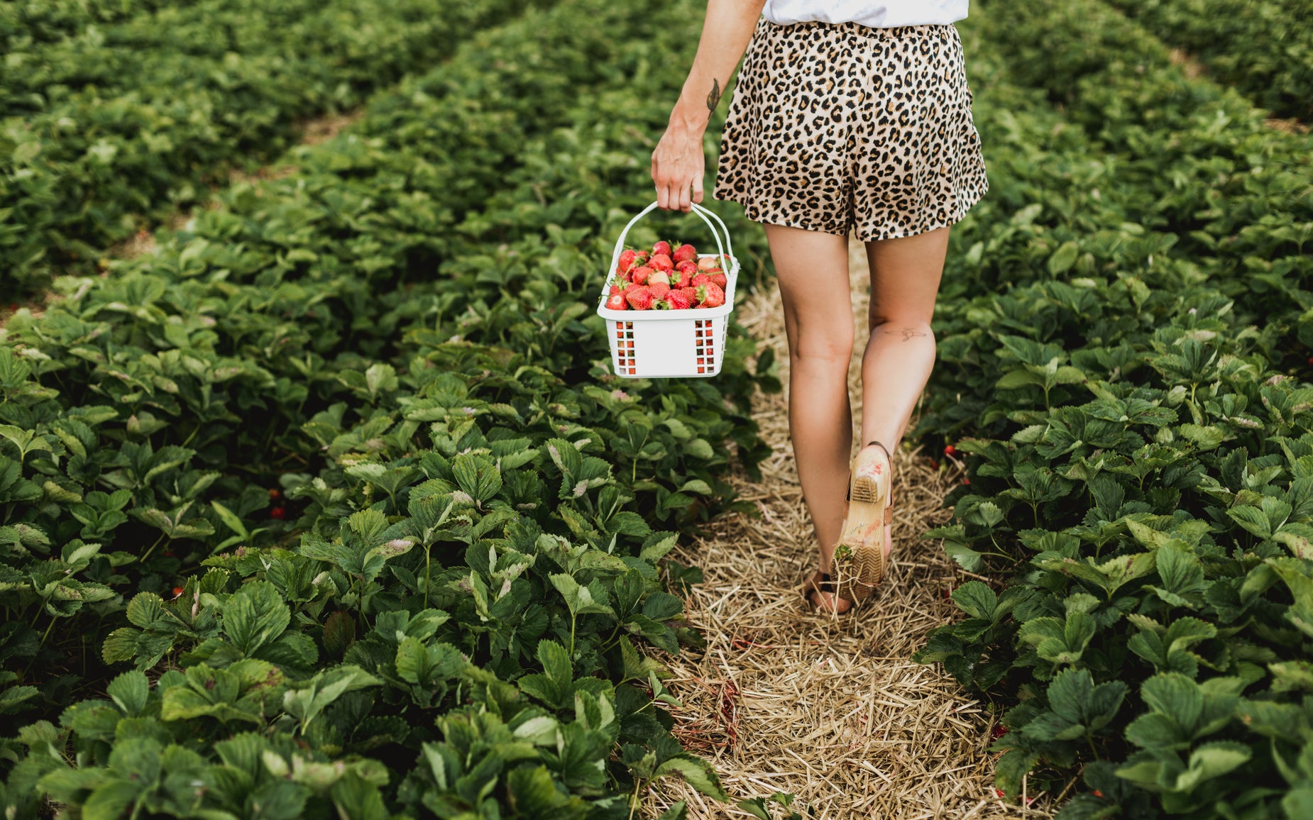 Picking Example Free Stock Photo of Picking The Best — HD Images