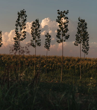 picture perfect trees