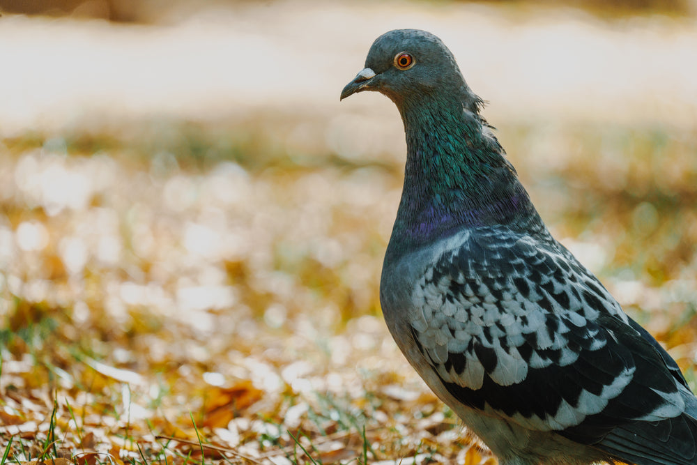 pigeon close up