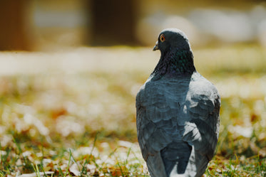 pigeon in the park