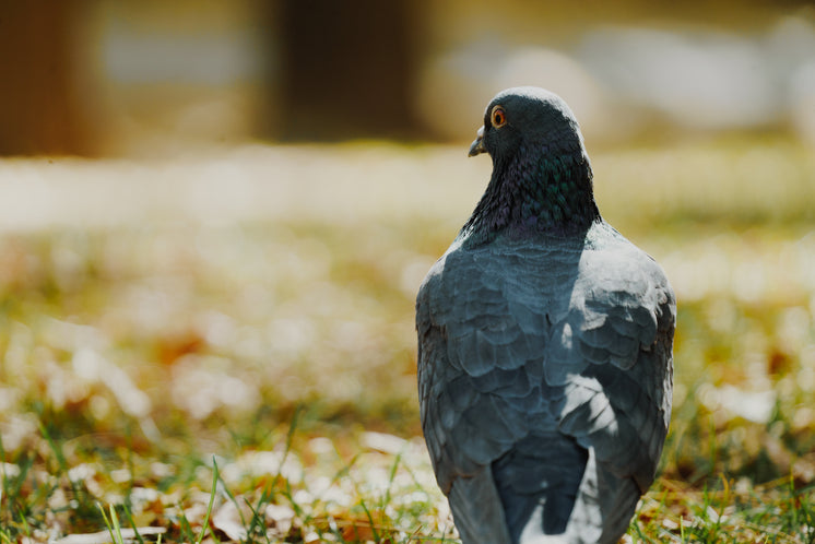 pigeon-in-the-park.jpg?width=746&format=pjpg&exif=0&iptc=0