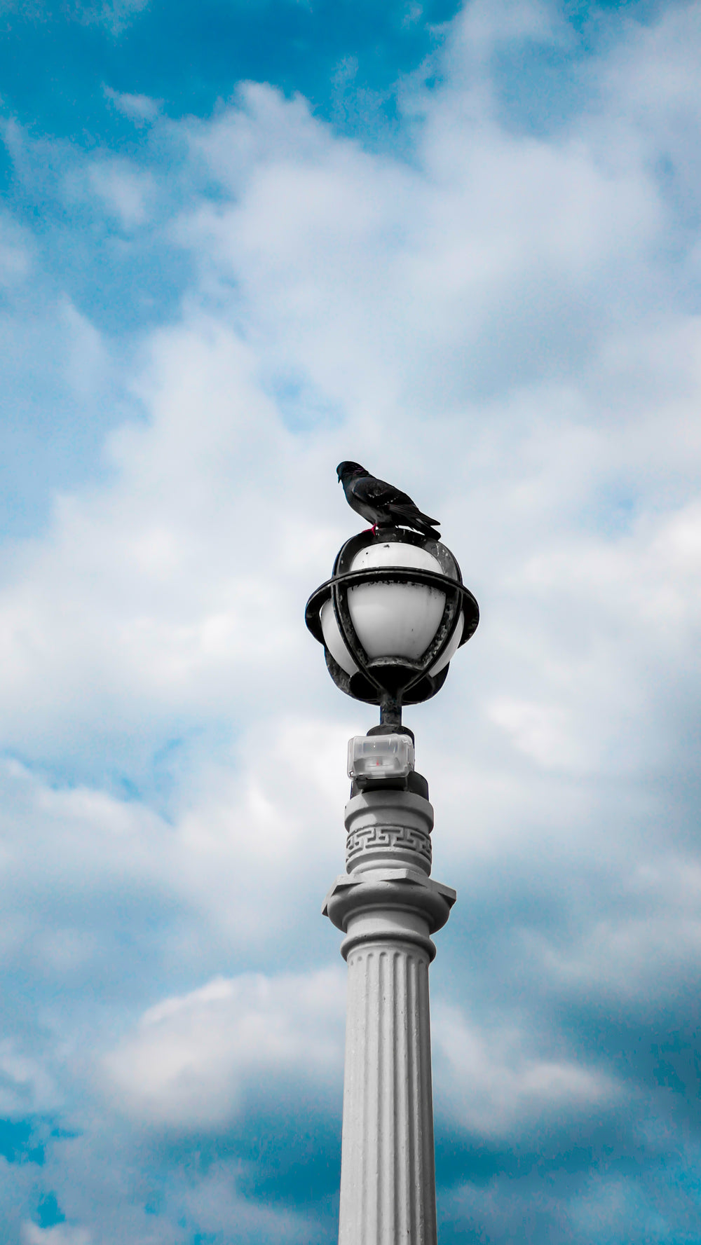 pigeon rests on lamppost