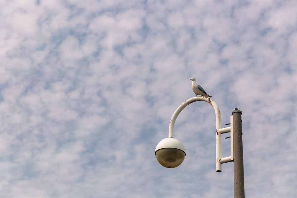 pigeon sitting on light post