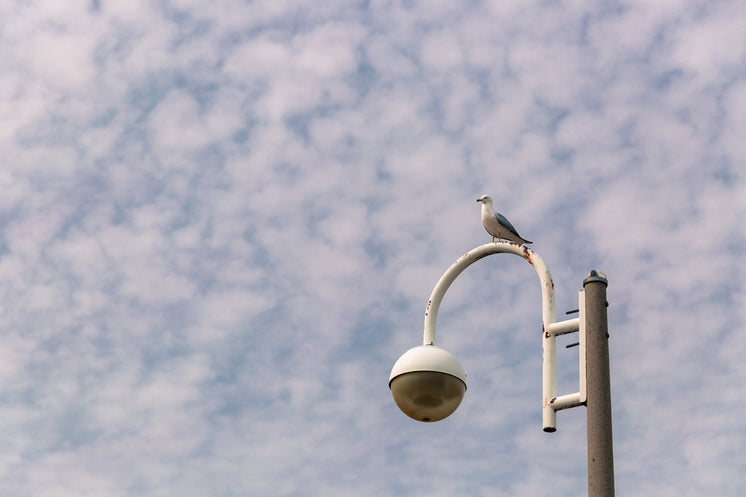 Pigeon Sitting On Light Post