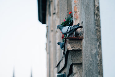 pigeons on a concrete window sill