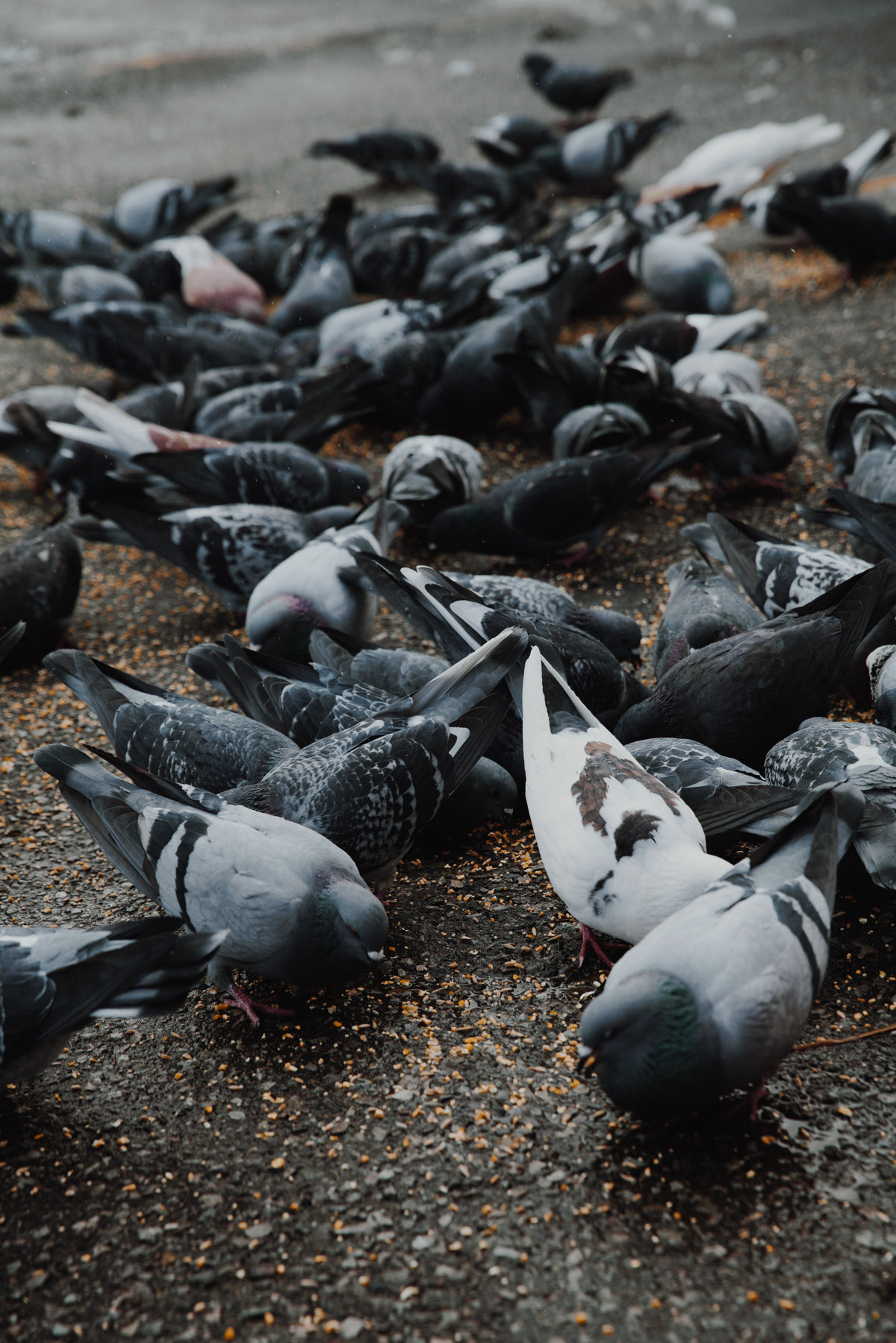 pigeons on wet concrete