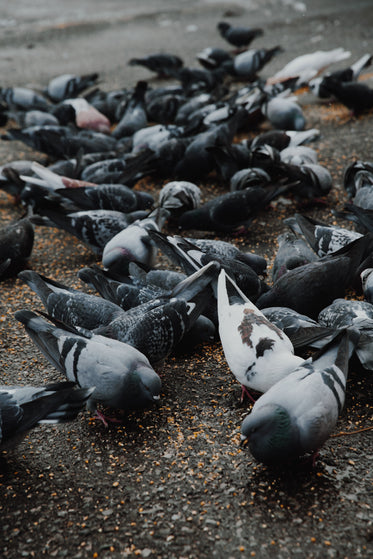 Free Pigeons On Wet Concrete Image: Browse 1000s of Pics