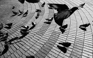 pigeons walking on the brick ground in monochrome