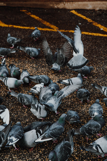 pigeons wings wide