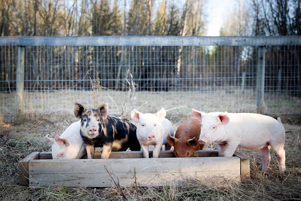 piglets feeding from trough