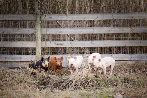 猪圈里满是干草
