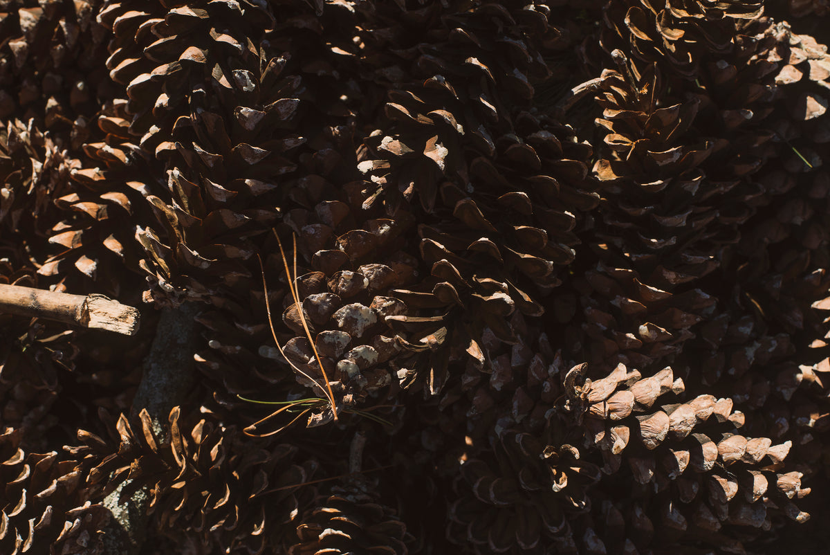 pine cone close up texture