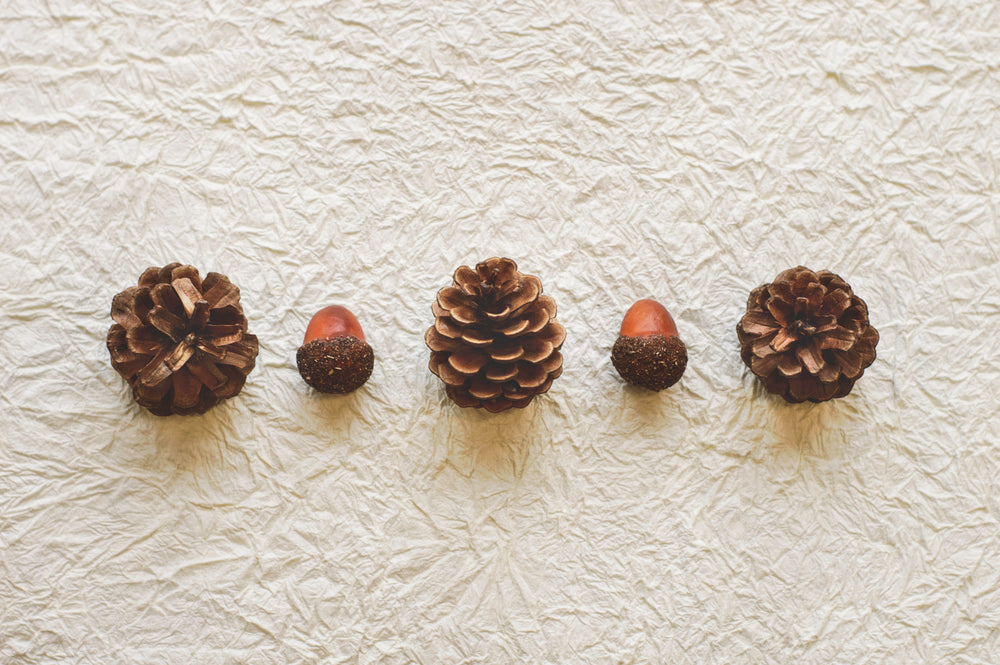 pine cones and acorns lined up on paper
