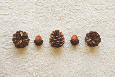 pine cones and acorns lined up on paper