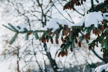 pine cones dangling from snowy tree