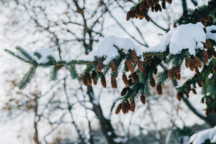 雪松懸垂松果
