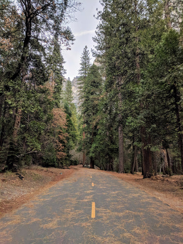 pine forest and road