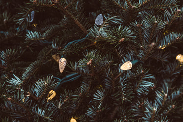 pine greenery with holiday lights