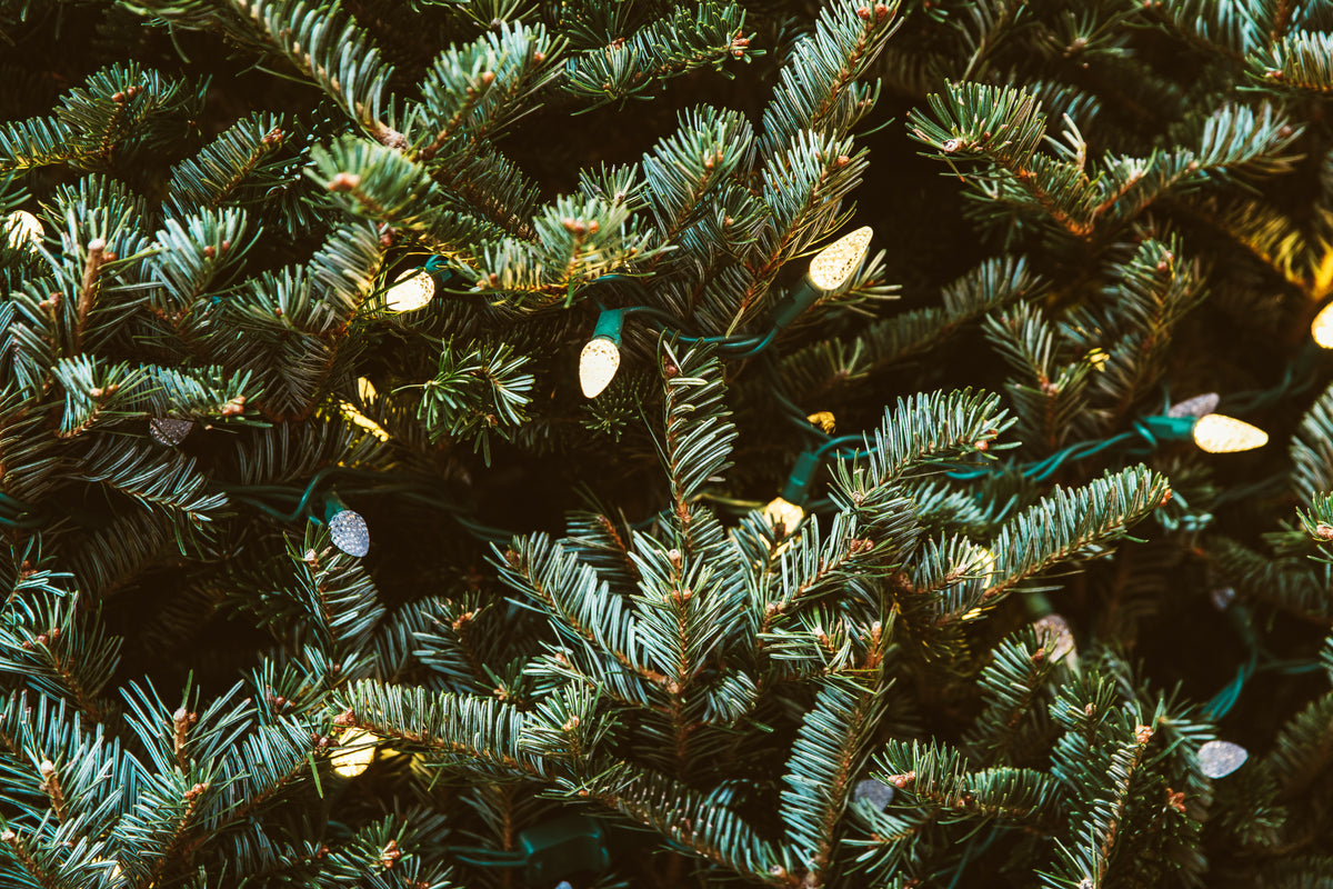 pine greens with lights