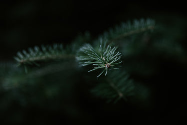 pine needle focus