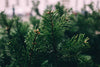 pine needles in focus