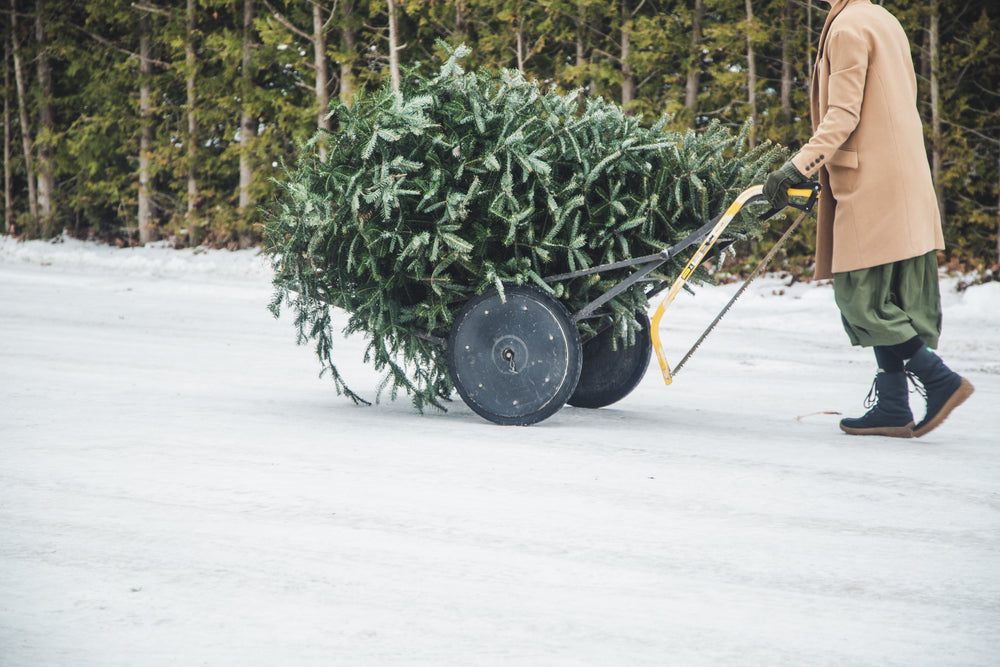 pine tree cut and haul