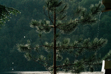 pine tree in rain
