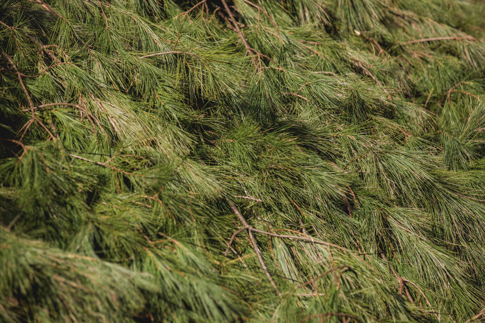 pine tree texture