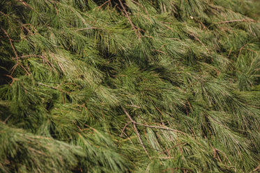 pine tree texture