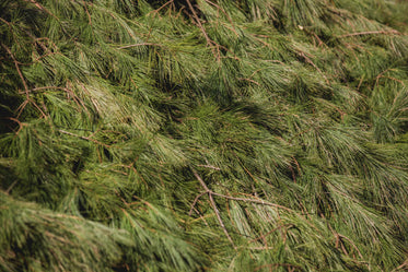 pine tree texture