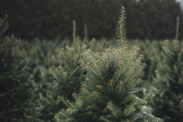 pine tree top close up