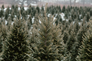 pine tree top