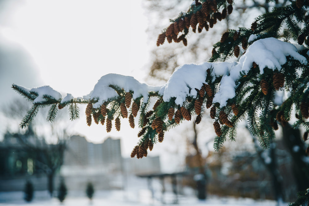 pine tree with snow on pinecones