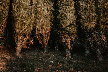 pine trees lined up in a row