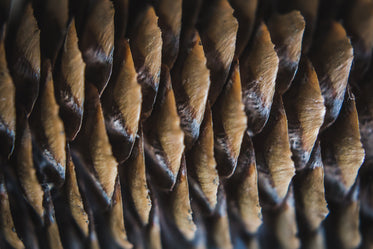 pinecone close up