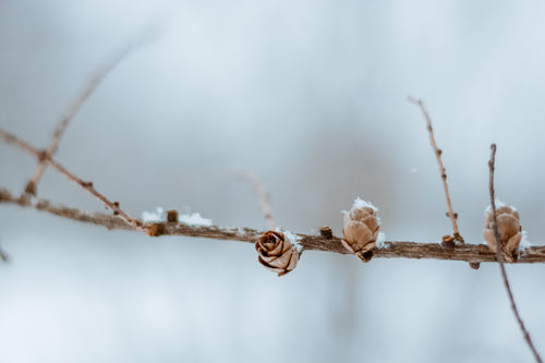 pinecones on a branch in snow