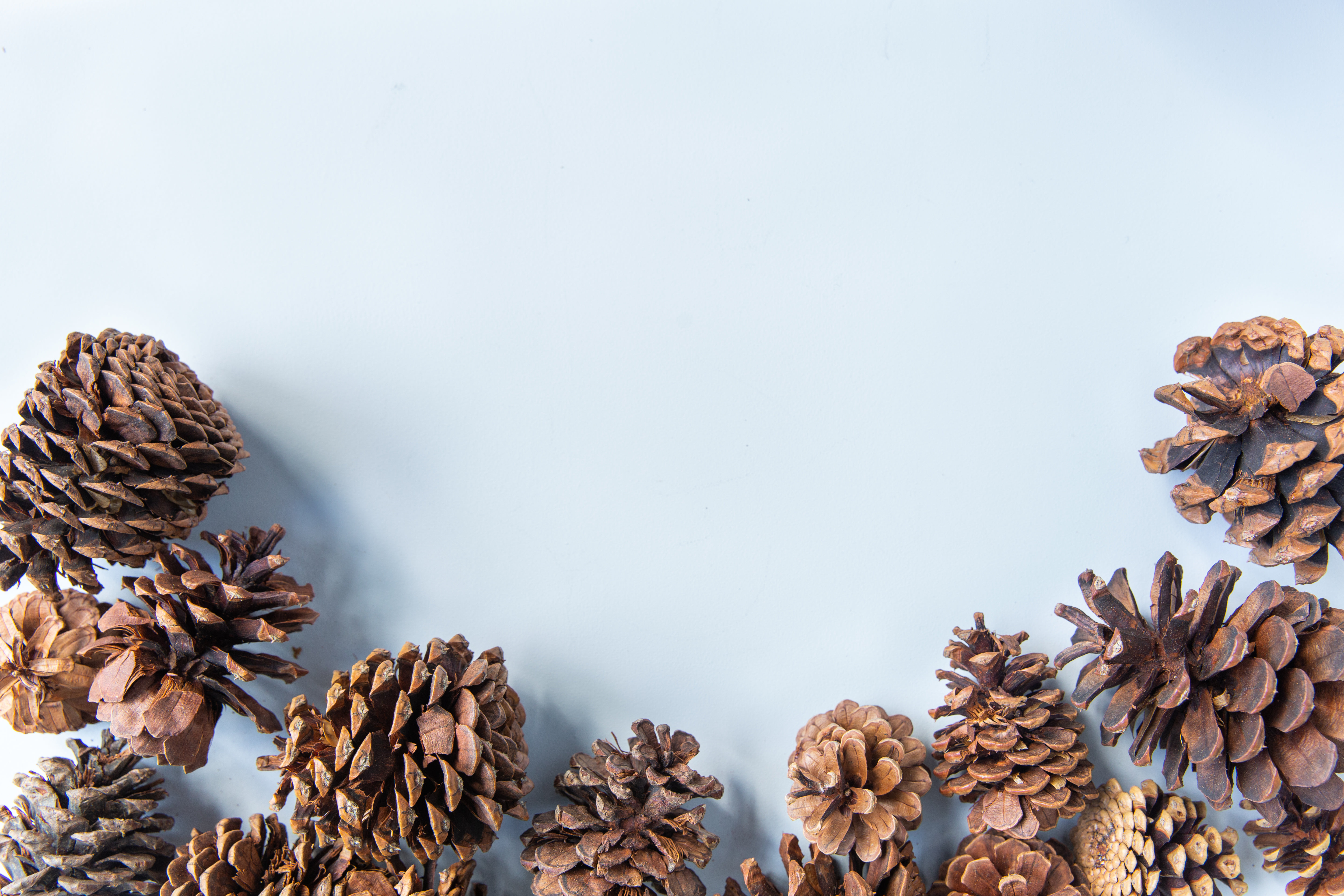 Pinecones On Blue