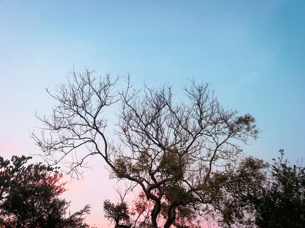 pink and blue sky through a tree