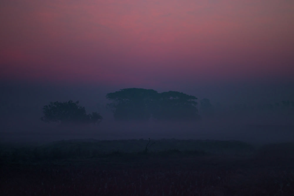 pink and purple and shadows