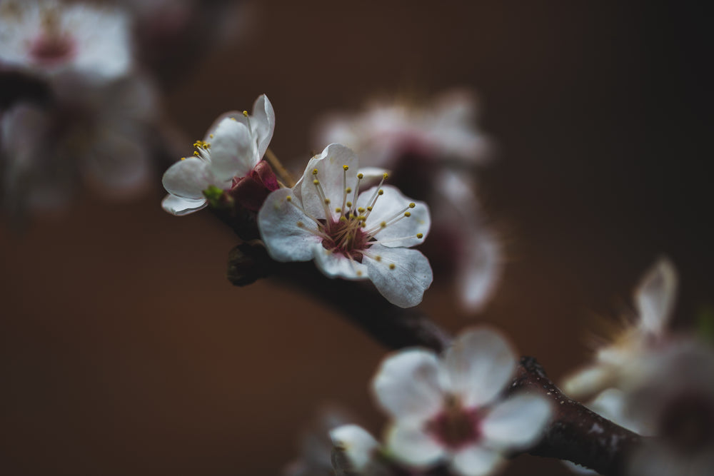 pink and white flowers on branch